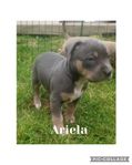 hundvalpar Bully Cane Corso staffeblandis