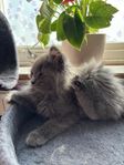 Maine coon/ragdoll leverans 19/6