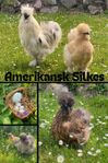 Avelsägg Amerikansk Silkes