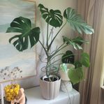 Monstera