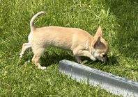 chihuahua valpar