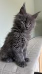 Maine coon