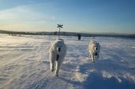 Två vuxna samojed-syskon