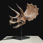 Brun Triceratops-skalleskulptur i harts