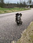 Chihuahua tik 