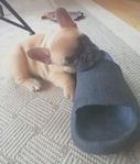Fransk bulldog valpar