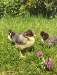 Skånsk blomme kycklingar med hätta