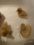 Mignon dvärg anka ljusa och mörka