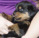 Lyckovinstens rottweiler 