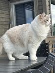 Kärleksfull ragdoll till omplacering