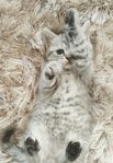 Kärleksfull kattunge, mest Brittisk långhår