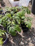 Tomatplantor