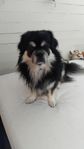 SKK Registrerad Tibetansk Spaniel 5år