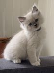 Underbara Ragdollkattungar