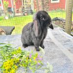 dvärgvädur kanununge kanin