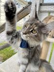 mainecoon kattunge med stamtavla