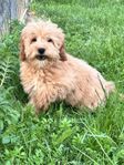 Multi Australian Labradoodle valp lev till midsommar 