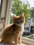 kattungen