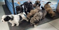Shih Tzu valpar