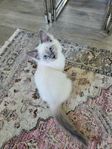ragdoll kattungar 
