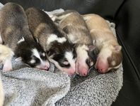 Finsk Lapphund