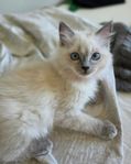 Ragdoll kattungar leveransklara
