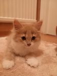 kattungar är redo att flytta hemifrån