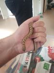 Hognose Snake