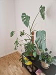 Monstera, palm mfl krukväxter