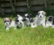 Shih-Tzu/ Lhasa Apso valpar