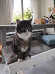 Kastrerad hankatt ca 4 år gammal