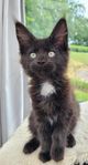 Maine Coon tjejer med stamtavla i Sverak