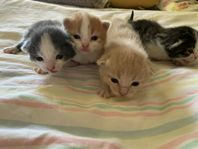 Ljuvligt söta kattungar