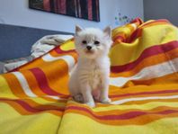 Sibirisk/Ragdoll kattunge