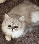 Underbar perser/ragdoll kille 