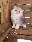 Chinchilla/Perser Hona
