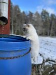 ragdoll 
