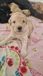 Labradoodle
