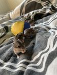 Hamsterungar