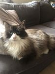 Ragdollkille 2 år