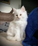 Sibiriska kattungar med Sverak stamtavla