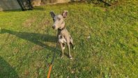 Whippet-blandras, 11-12 månader