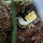 Ögonfransgecko Lily White 