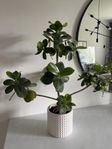 Blomma inklusive kruka