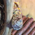 Uromastyx Ornata -22