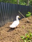 Pekinganka