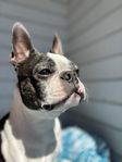 boston terrier omplacering