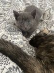 kattungar 
