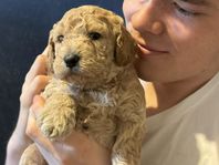 Mellanstora Labradoodlevalpar – ljusa tikar