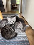 Kattungar